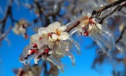 Erzincanlı Çiftçiye Don ve Verim Güvencesi: Tarım Sigortalarında Yeni Dönem