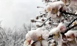 Çiftçinin borcu silinecek mi? Kuraklık ve don çiftçiyi vurdu...