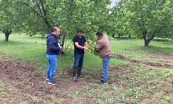 Erzincan Ekibi Iğdır’ın kayısı bahçelerini kontrol etti…