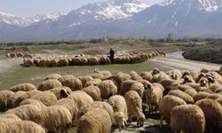 Kırmızı Et Üretimi rakamları açıklandı