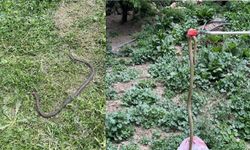 Erzincanlılar bahçenizde bu işaretler varsa dikkat!