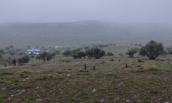 Erzincan’da kurtlar kuzuları telef etti…