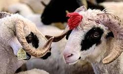 Erzincan’da Vekaletle Kurban Bağışı Başladı