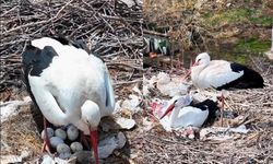 10 yıldır Erzincan'ı terketmeyen leyleklerden büyük sürpriz...