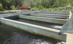 Erzincan’da 10 milyon can bu tesiste hayat buluyor