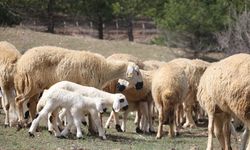 Desteklemeler et fiyatları ucuzlayacak mı?