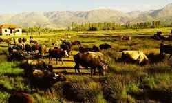 Erzincan için Bölge Müdürlüğü'nde görüşme...