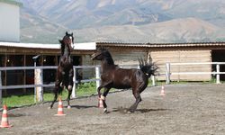Erzincan’da Tarım sektörü birçok alana destek sağlıyor