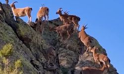 Erzincan’da Dağ ve yaban keçileri avlanabilecek