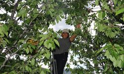 Erzincan'da altın değerindeki meyve hasadı başladı
