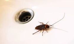 Erzincanlılar hamam böcekleri neden evlere geliyor biliyor musunuz?
