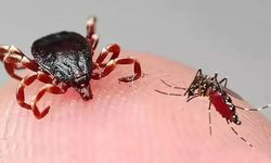 Kene, sivrisinek ve böcekleri uzak tutan bitkiler ve doğal yağlar