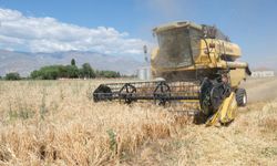 Erzincan Belediyesi’ne Ait Hububat Tarlalarında Hasat Başladı
