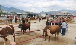 Kapatılan hayvan pazarları ne zaman açılacak? Bakanlık açıkladı