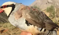 Keklik milyonlarca kene yer efsanesi çöktü!