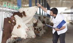 Pazarları kapattıran şap hastalığı ne? İnsanlara bulaşıyor mu?