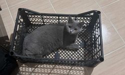 Erzincan’da “Mila” İsimli Kedi Aranıyor: Bulana 5 Bin TL Ödül