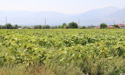 Erzincan Ovasında bir ürün hızla yaygınlaşıyor...
