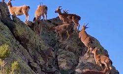 2025-2026 Av Sezonu başladı yaban keçi için müracaat devam ediyor