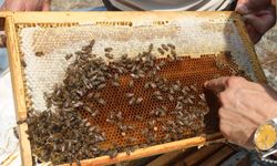 Erzincan 14. Coğrafi İşaretini bugün aldı....