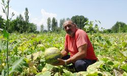 Erzincan’da şeker pancarına alternatif ürün