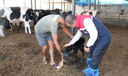 Hayvancılıkta Doğu Anadolu’nun Şahlanışı: 92 Milyonluk Dev Destek