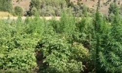 Erzincan'da Jandarmadan büyük operasyon...