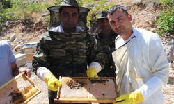 Erzincan'da çiçekler toplanan şifada hasat sevinci...