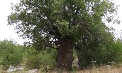 Türkiye’nin en yaşlı sakız ağaçları Erzincan’da