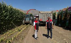 Erzincan'da silajlık mısır hasadı gerçekleştirildi