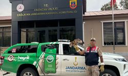 Erzincan'da vatandaşlar yaralı buldu, jandarmaya getirdi...
