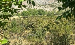 Erzincan'ın ilçesinde yetiştirildi, 1 ton ürün bekleniyor...
