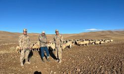 Erzincan'da yüzlerce hayvan kayboldu; Jandarma imdada yetişti...