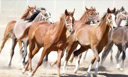 TİGEM 15 safkan elit Arap koşu tayı satacak