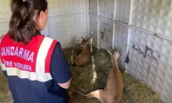 Doğaseverlerin dikkati hayatı kurtardı