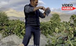 Türkiye’nin meşhur Cimin Üzümü hasadı başladı