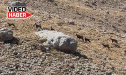 Kemah’ın zirveleri dağ keçilerine ev sahipliği yapıyor