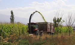 Erzincan'da silajlık mısır hasadına başladı