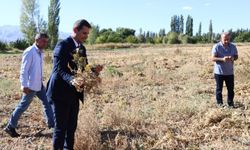 Erzincan'da Enstitü hasada başladı, verim memnun etti...