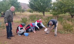 Erzincan’da yeni ürün için ilk yumrular toprakla buluştu…