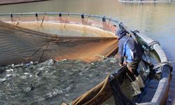 Tercan'ın denizi yok balığı çok...