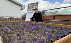 Ülkü Ocakları terasında safran hasadı: Ahmet Yiğit Yıldırım’dan ‘Yeşil Vatan’ mesajı”