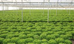 Erzincan'da 110 bin adet üretti ve bölgenin dört bir yanına gönderiyor..