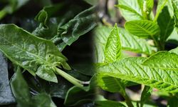 11 kişi zehirlendi. Bu otları sakın yemeyin