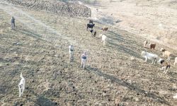 Erzincan Jandarma’sından Örnek Çalışma: Kayıp Sürü Kısa Sürede Bulundu