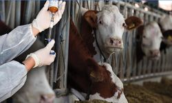 Bakanlık duyurdu: "Şap salgını kontrol altında"