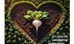 Erzincan Şeker Pancarının bilmediğiniz faydaları