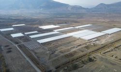 Erzincan Toplu Sera Bölgesi' ürün vermeye başladı
