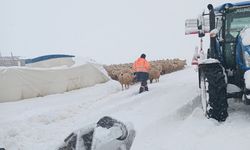 Kar yağışı bölgede etkili oldu: 8 Koyun Telef Oldu