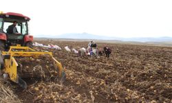 Bereketli Topraklarda Hasat Heyecanı...